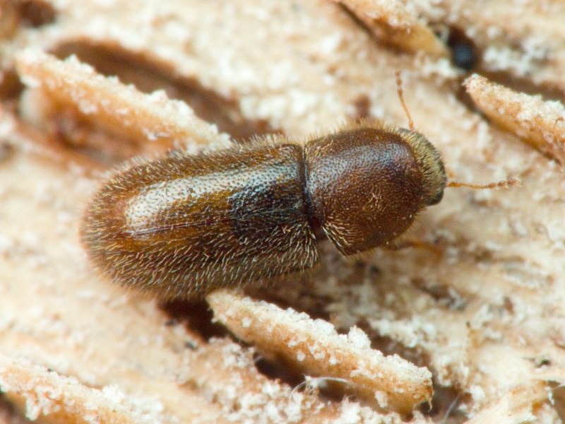 Cis tomentosus Mellié, 1848